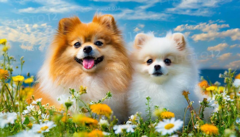 KI generated, animal, animals, mammal, mammals, a, single animal, dwarf spitz, Spitz, (Canis lupus familiaris), dog, dogs, bitch, Pomeranians, bitch with young, puppy, flower meadow, portrait, frontal