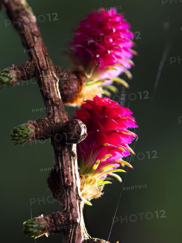 Larch (Larix decidua), female flowers on a larch branch, North Rhine-Westphalia, Germany, Europe