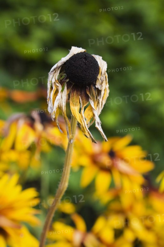 Close-up of dry and wilted yellow Rudbeckia hirta, Black Eyed Susan coneflower affected by drought in summer, Quebec, Canada, North America