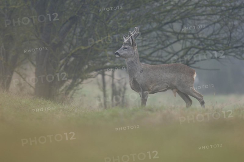 European roe deer (Capreolus capreolus), roebuck with horns in velvet and winter coat looking attentively, wildlife, Thuringia, Germany, Europe