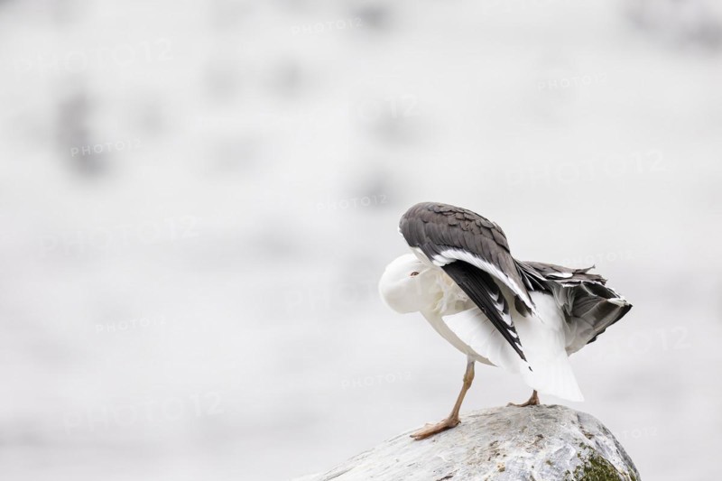 Great black-backed gull (Larus marinus) during plumage care, Hornoya Island, Vardo, Varanger, Finnmark, Norway, Europe
