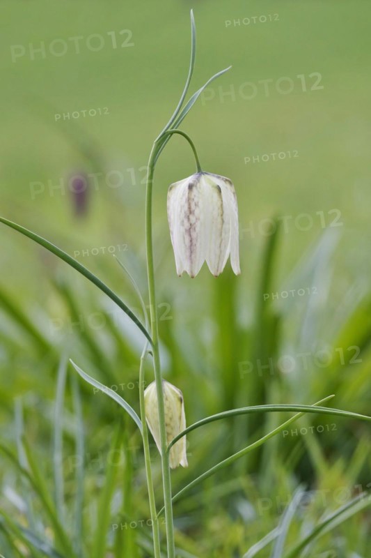 Charming chequerboard flower, spring, Germany, Europe