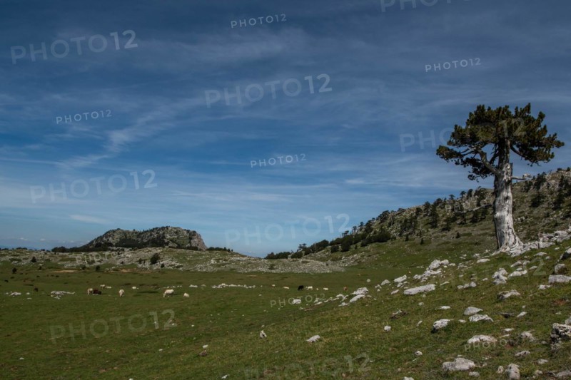 Pollino national park, Pinus heldreichii, italy