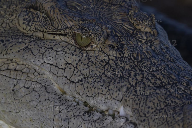 Nile crocodile (Crocodylus niloticus) Mziki Private Game Reserve, North West Province, South Africa, Africa