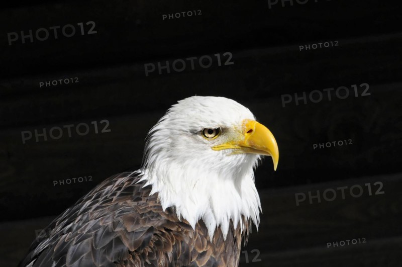 Bald eagle, Haliaeetus leucocephalus, Portrait of a bald eagle on a black background with a sharp gaze, Captive, Fuerstenfeld Monastery, Fuerstenfeldbruck, Bavaria, Germany, Europe