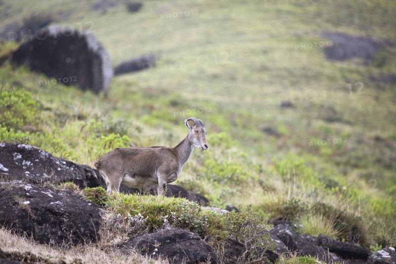Nilgiri tahr (Nilgiritragus hylocrius, until 2005 Hemitragus hylocrius) or endemic goat species in Eravikulam National Park, Kannan Devan Hills, Munnar, Kerala, India, Asia
