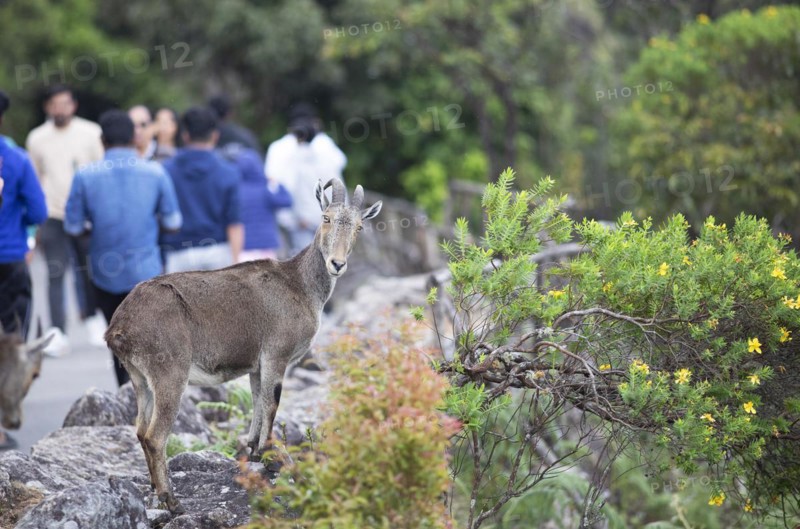 Nilgiri tahr (Nilgiritragus hylocrius, until 2005 Hemitragus hylocrius) or endemic goat species in Eravikulam National Park, behind the park visitors, Kannan Devan Hills, Munnar, Kerala, India, Asia