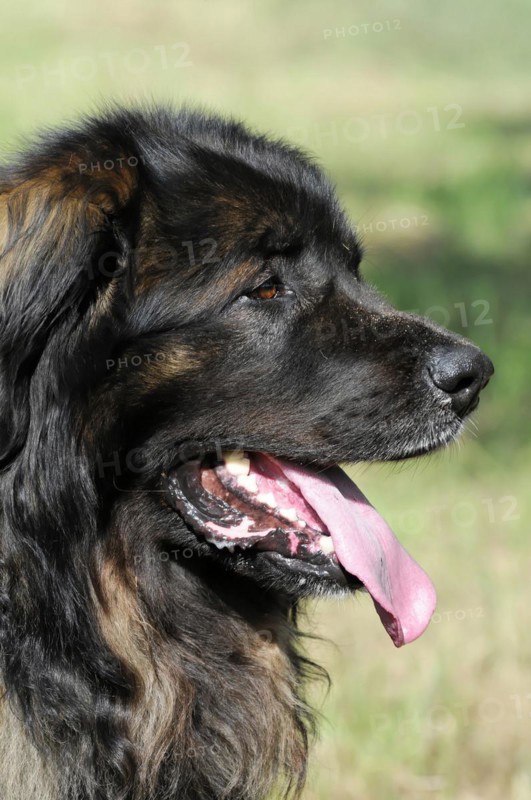 Leonberger dog, profile of an attentive black dog with tongue sticking out, Leonberger dog, Schwaebisch Gmuend, Baden-Wuerttemberg, Germany, Europe