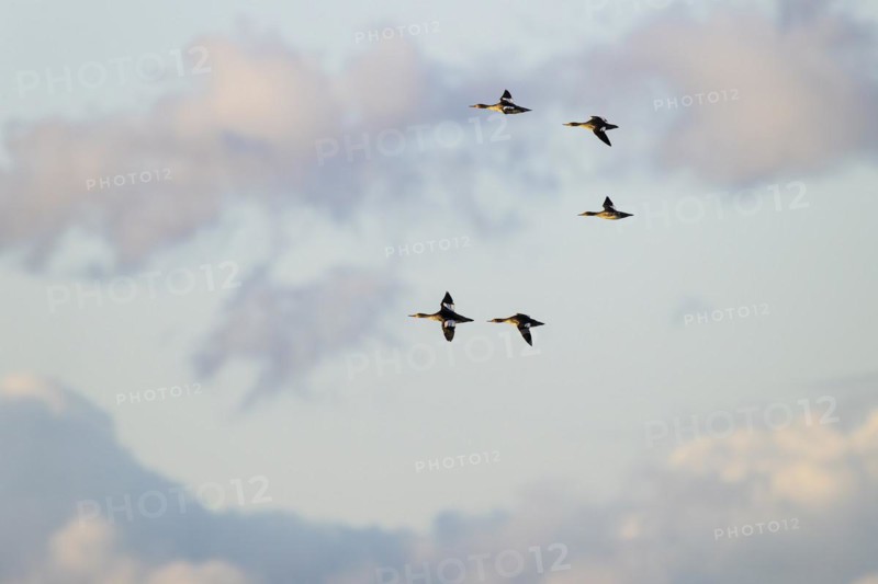 Red-breasted Merganser (Mergus serrator), small flock in flight, Laanemaa, Estonia, Europe