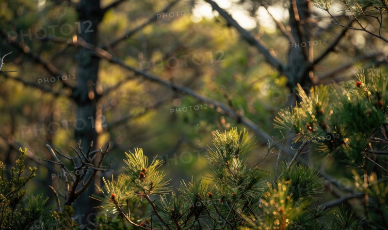 Closeup view on cedar branch in rain drops, bokeh background AI generated