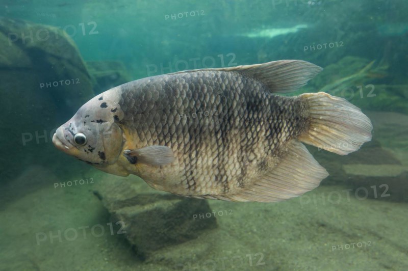 Giant gourami (Osphronemus goramy), occurring in Southeast Asia, captive