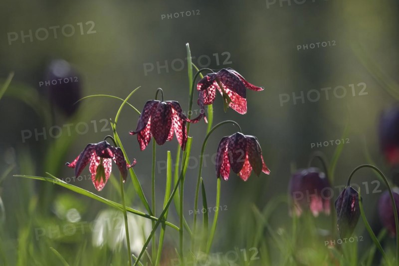 Enchanting chequerboard flowers, April, Germany, Europe
