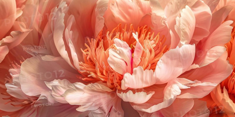 Close up of inside of peach colored peony flower, KI generiert, generiert, AI generated