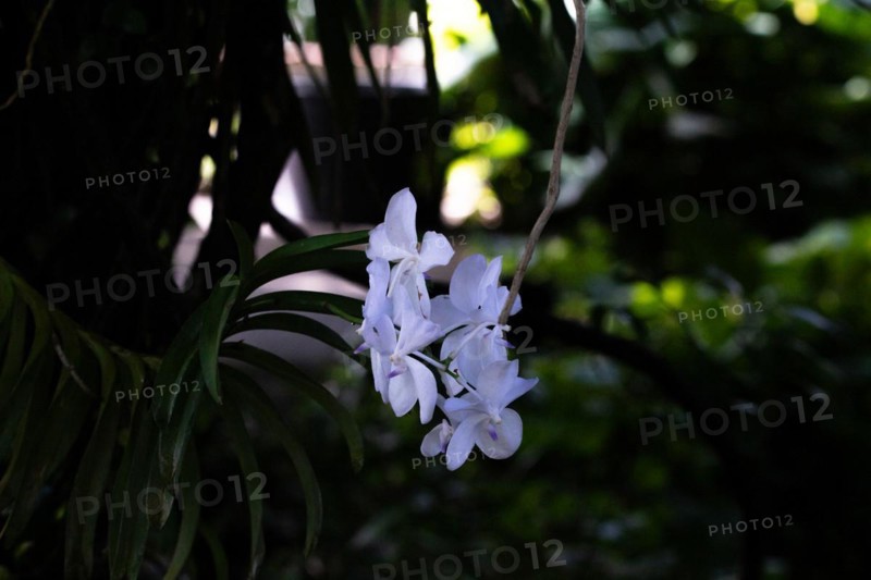 Jardin Botaniqu de Deshaies, botanical garden with flora and fauna in Guadeloupe, Caribbean, French Antilles