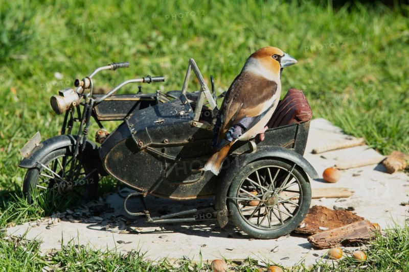 Hawfinch male on motorbike sitting on stone slab in green grass looking right