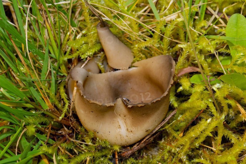 Black and white ribbed cup lobelia cup-shaped brown fruiting body in green grass with moss