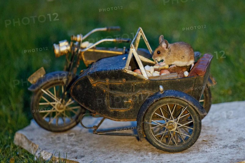 Wood mouse with nut in mouth on motorbike standing on stone slab in green grass looking left