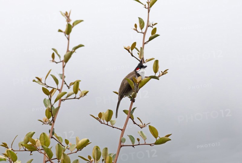 Red-vented Bulbul (Pycnonotus cafer) or Sooty Bulbul in Eravikulam National Park, Kannan Devan Hills, Munnar, Kerala, India, Asia