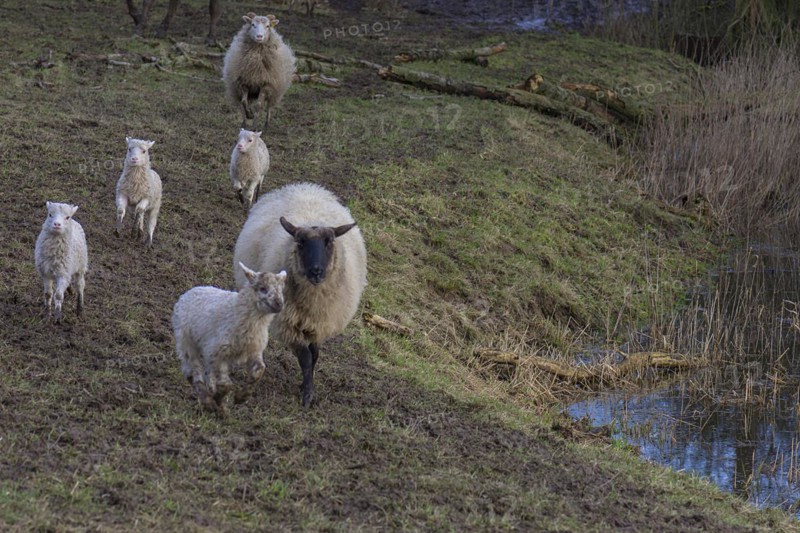 Moorland sheep (Ovis aries) with their lambs, on the pasture, Mecklenburg-Vorpommern, Germany, Europe