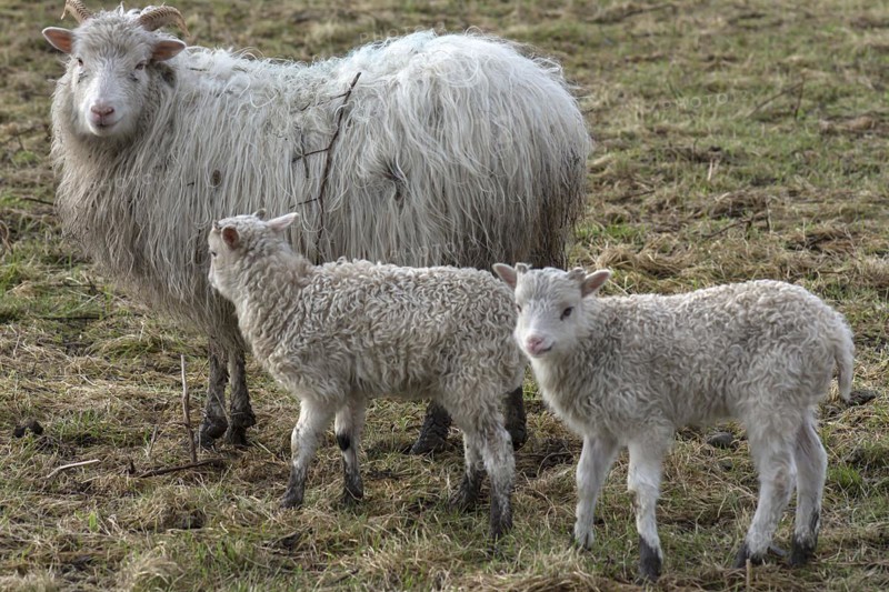 Horned moorland sheep (Ovis aries) with their lambs on the pasture, Mecklenburg-Western Pomerania, Germany, Europe
