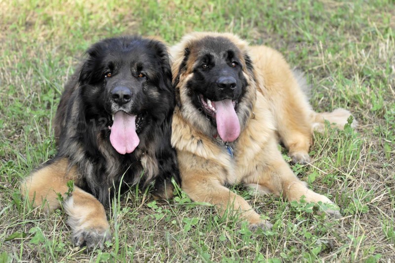 Leonberger dogs, Leonberger dogs lying relaxed together on a meadow, Leonberger dog, Schwaebisch Gmuend, Baden-Wuerttemberg, Germany, Europe