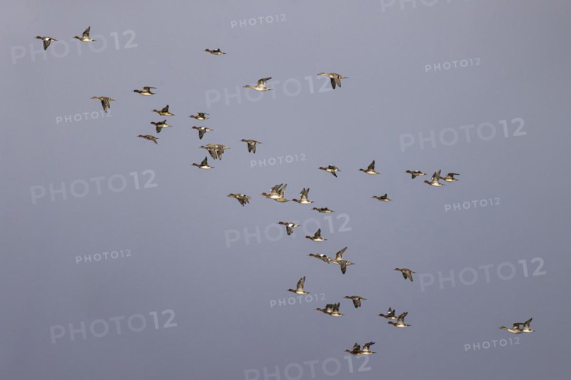 Eurasian wigeon (Anas penelope) and gadwall (Anas strepera), small flock in flight, Laanemaa, Estonia, Europe