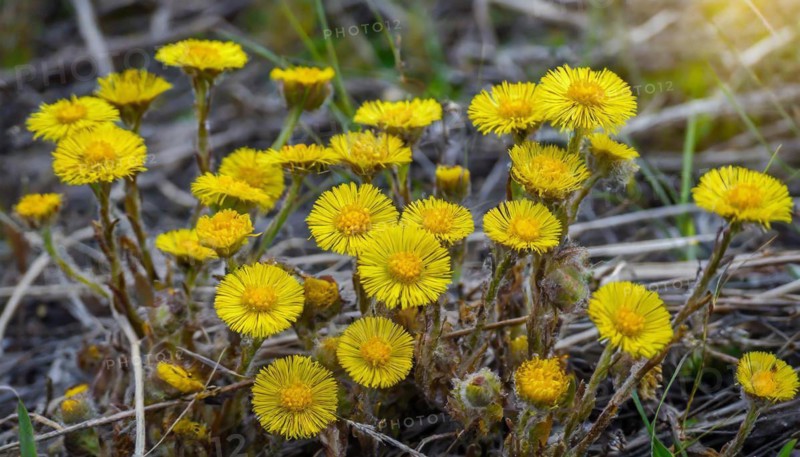 Sunlit yellow flowers in a meadow, medicinal plant coltsfoot, Tussilago farfara, KI generated, AI generated
