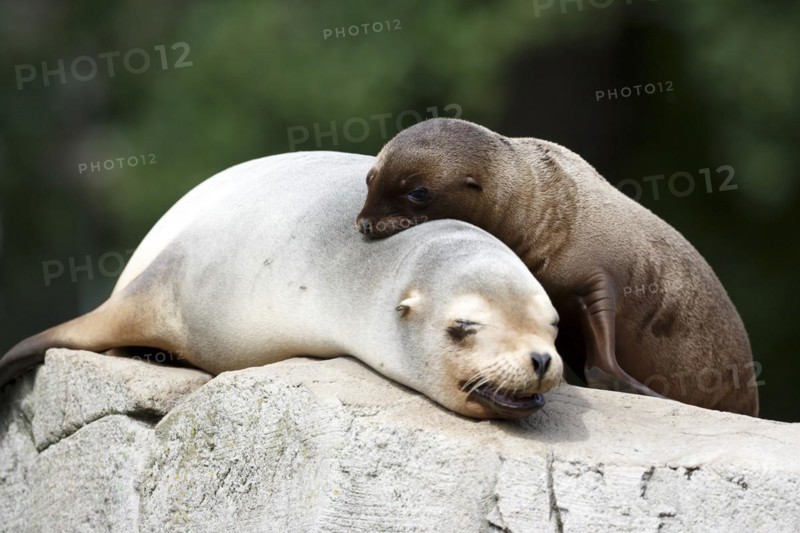 California sea lion (Zalophus californianus), An adult sea lion and a juvenile showing love and bonding while cuddling on a rock