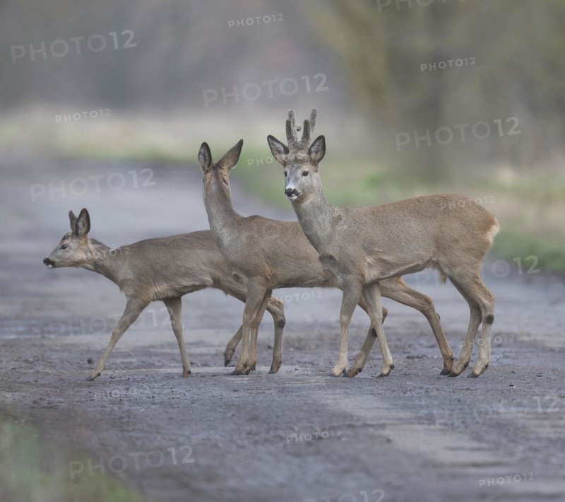 European roe deers (Capreolus capreolus) with winter coat running across a path, (L-R) fawn, doe, buck, wildlife, Thuringia, Germany, Europe