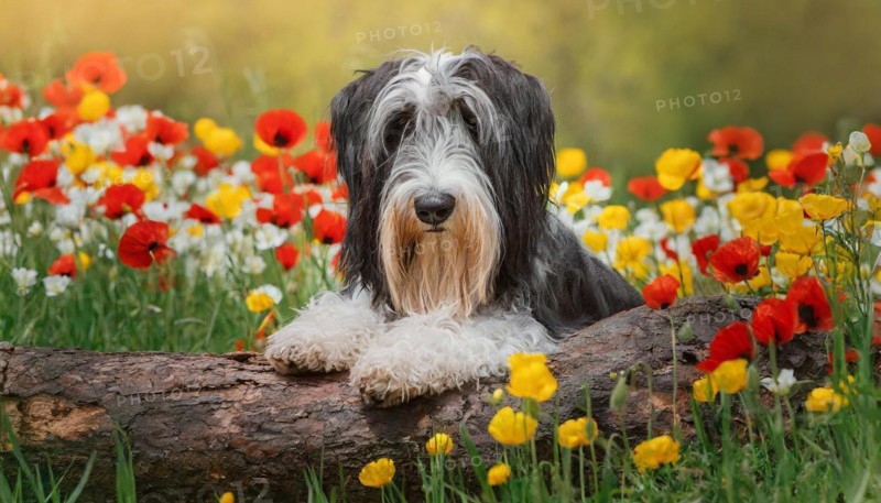 Ai generated, animal, animals, mammal, mammals, a, single animal, bobtail, (Canis lupus familiaris), dog, dogs, bitch, dog breed from England, a single animal, lies on a tree trunk, portrait, freontal