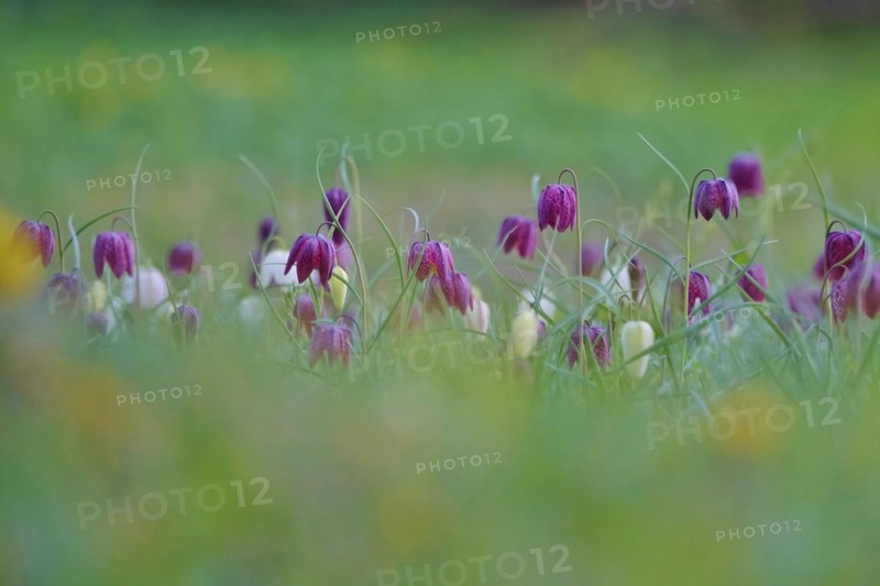 Charming chequerboard flower, spring, Germany, Europe