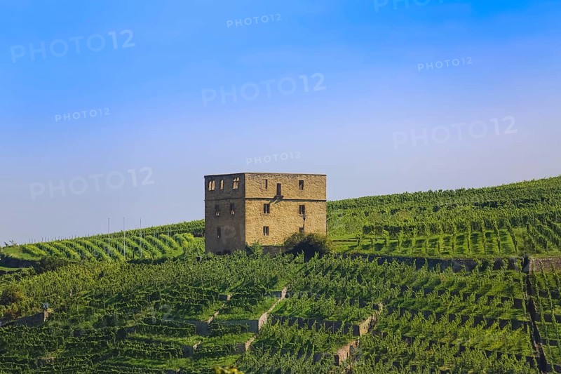 Yburg, Y-Burg, Yberg, Eibenburg, ruins of a hillside castle, historic building, built in the early 14th century, excursion destination, vineyard, Stetten vineyards, plants, Kernen im Remstal, Rems-Murr-Kreis, Baden-Wuerttemberg, Germany, Europe