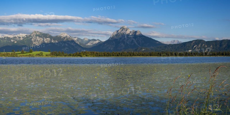 Lake Hopfensee with water lilies, (Nymphaea), behind it the Saeuling, 2047m, Ammergau Alps, East Allgaeu, Allgaeu, Swabia, Bavaria, Germany, Europe
