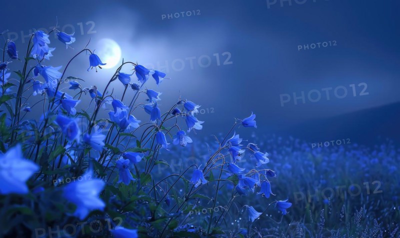 Bellflowers in a meadow under the moonlight, closeup view AI generated
