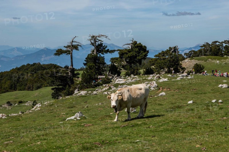 Pollino national park, Pinus heldreichii, caw, italy