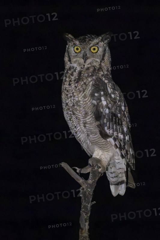 Spotted eagle-owl (Bubo africanus), Mziki Private Game Reserve, North West Province, South Africa, Africa