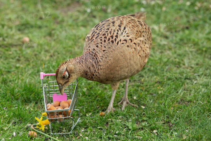 Female pheasant standing next to shopping trolley with nuts in green grass looking down from front left