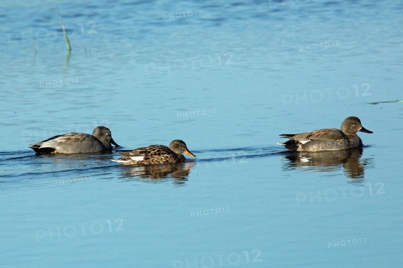 Gadwall three birds swimming side by side in water on the right