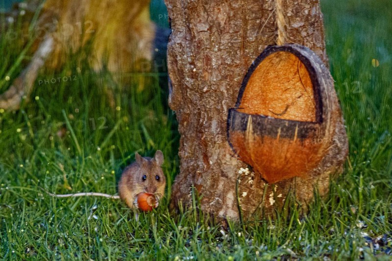 Wood mouse holding nut in hands next to tree trunk and food bowl sitting in green grass looking from the front