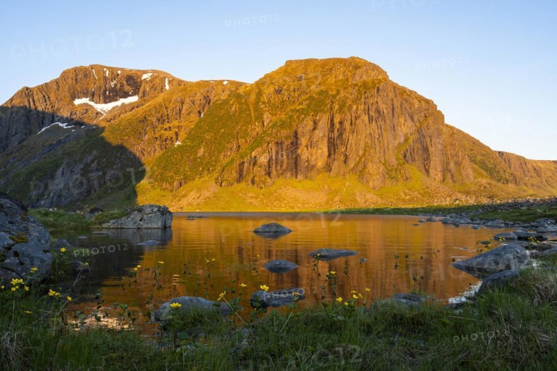 The nature reserve at Eggum. Lake Nedre Heimredalsvatnet, a few yellow blooming marsh marigolds (Caltha palustris) in the foreground. The mountains glow in the midnight sun. At night at the time of the midnight sun in good weather, blue sky. Golden hour. Reflection. Early summer. Eggum, Vestvagoya, Lofoten, Norway, Europe