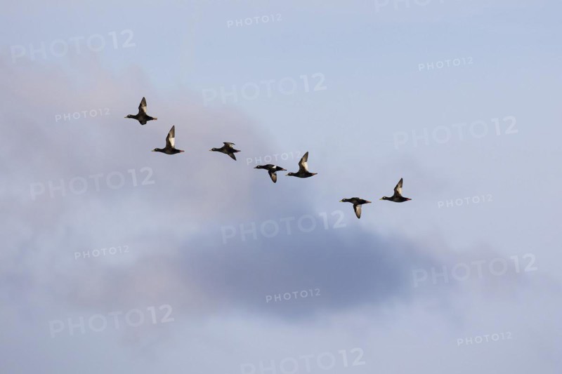 Velvet scoter (Melanitta fusca), small flock in flight, Laanemaa, Estonia, Europe