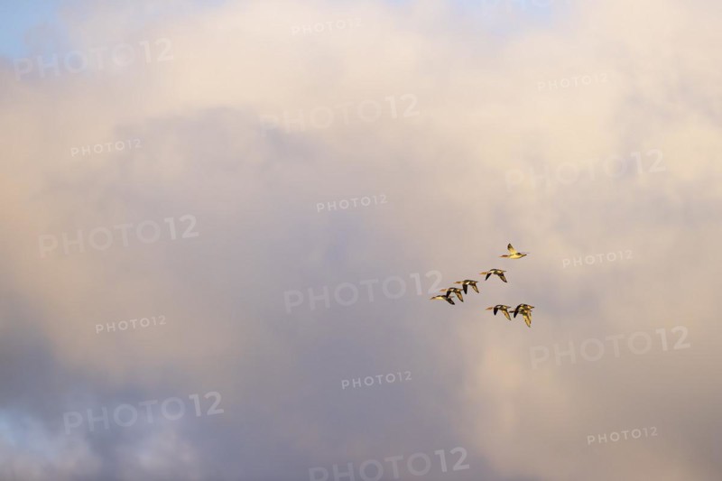 Red-breasted Merganser (Mergus serrator), small flock in flight, Laanemaa, Estonia, Europe