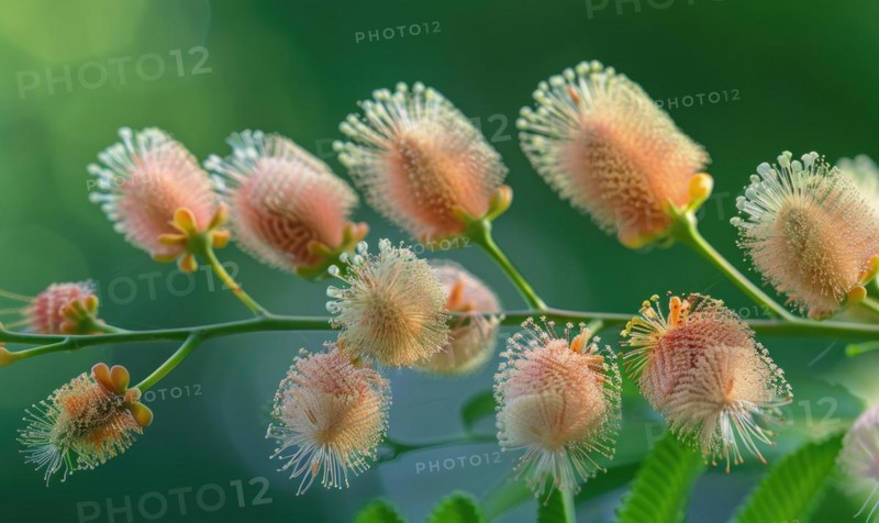A detailed close-up view of Mimosa seed pods AI generated