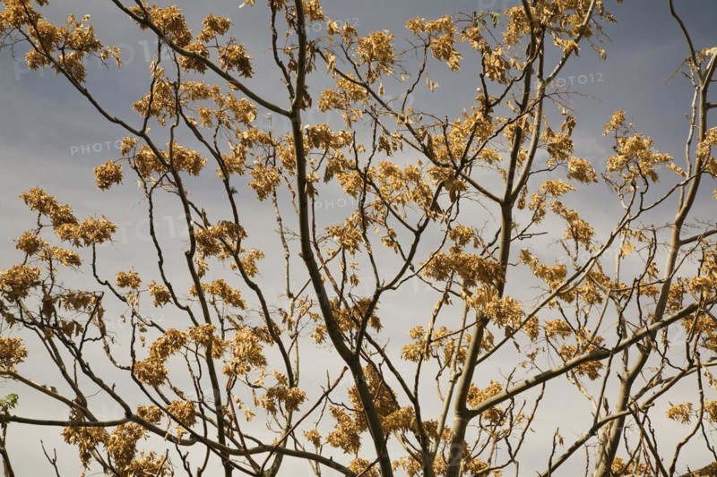 Close-up of silhouetted deciduous tree branches with dry and wilted golden brown leaves in summer, Ronda, Spain, Europe