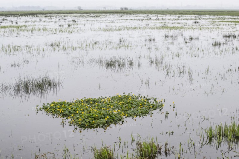 Marsh marigolds (Caltha palustris) in a wet meadow, Lower Saxony, Germany, Europe