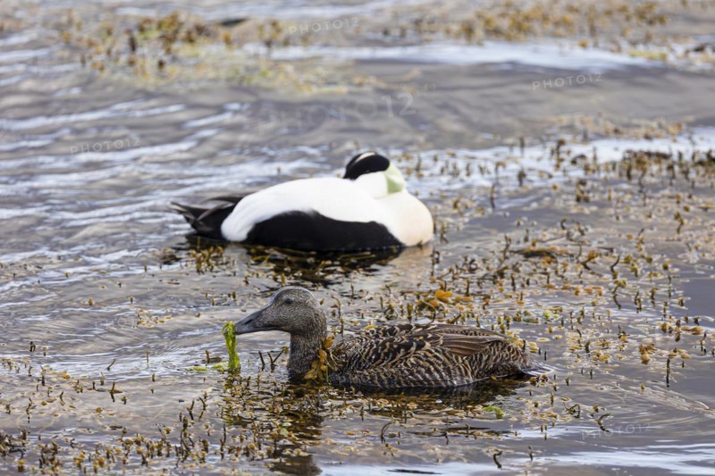 Common eider (Somateria mollissima), adult pair, Vadso, Varanger, Finnmark, Norway, Europe