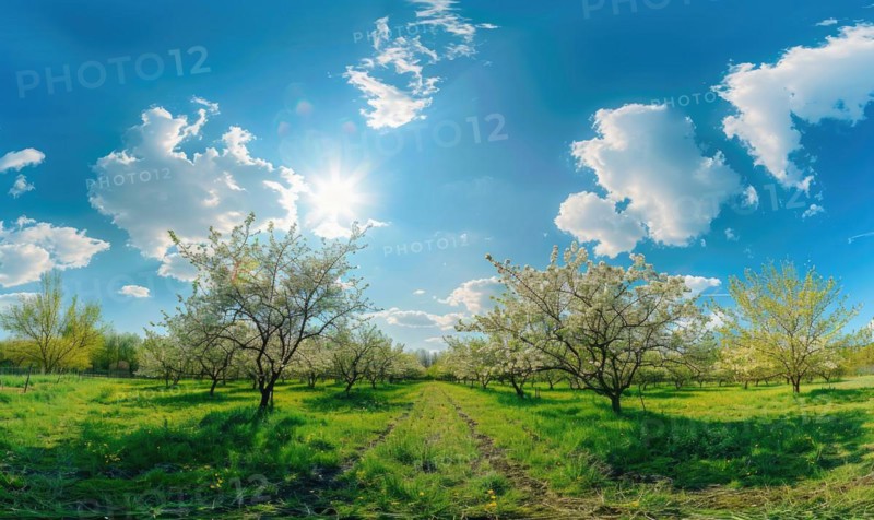 Blue skies over a blooming orchard AI generated