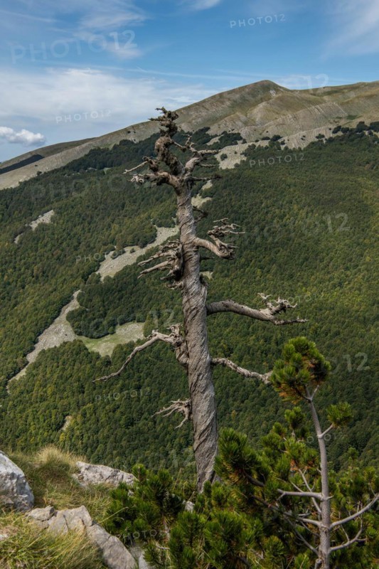 Pollino national park, Pinus heldreichii, italy