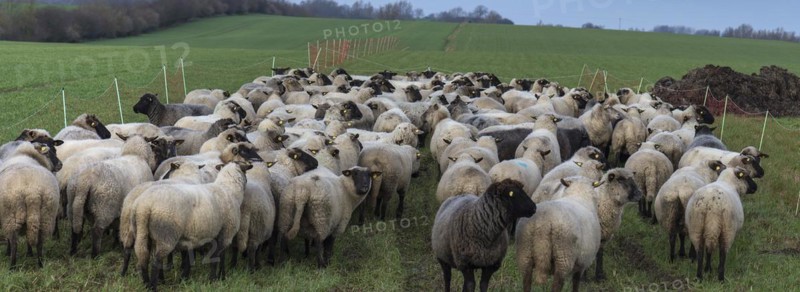 Black-headed domestic sheep (Ovis gmelini aries) waiting in the pen for the new pasture, Mecklenburg-Vorpommern, Germany, Europe