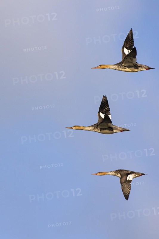 Red-breasted Merganser (Mergus serrator), small flock in flight, Laanemaa, Estonia, Europe